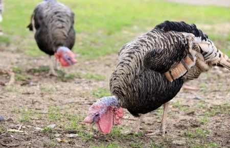 مکمل بوقلمون تغذیه بوقلمون, جیره غذایی بوقلمون