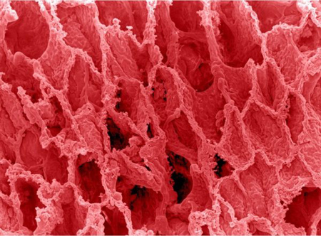 تصاویری از اعضای بدن در زیر میکروسکوپ, تصاویر ناخن زیر میکروسکوپ