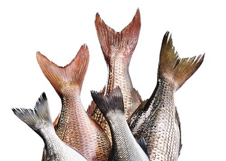 پرورش ماهی کپور, پرورش ماهی کپور در زمستان, پرورش ماهی کپور گرمابی