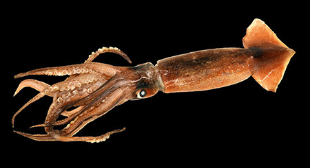 خواص ماهی مرکب, محل صید ماهی مرکب, روش نگهداری ماهی مرکب در آکواریوم