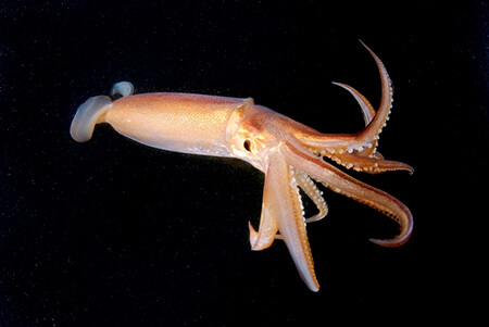 ماهی مرکب,نحوه ی نگهداری از ماهی مرکب,تصاویر ماهی مرکب