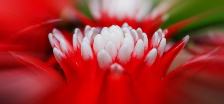 معروف ترین گیاهان Bromeliaceae