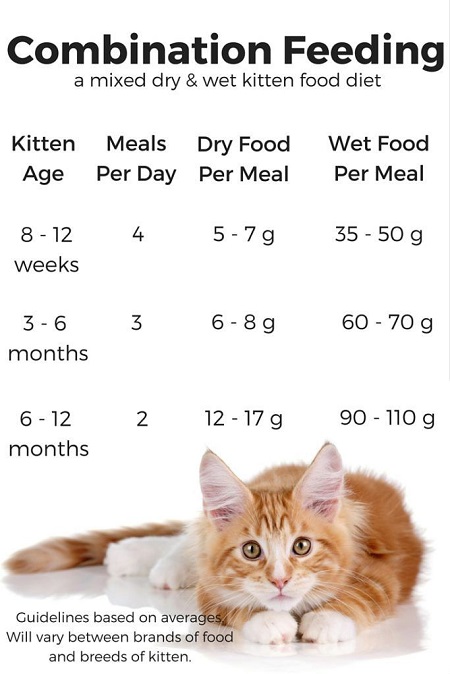 غذای گربه چیه, غذای گربه چیست, غذای گربه ها