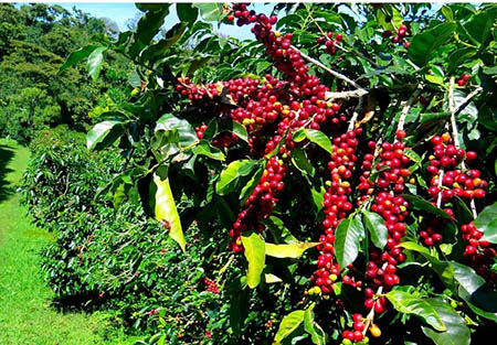 نحوه تکثیر گیاه قهوه, درخت قهوه, آموزش کاشت درخت قهوه