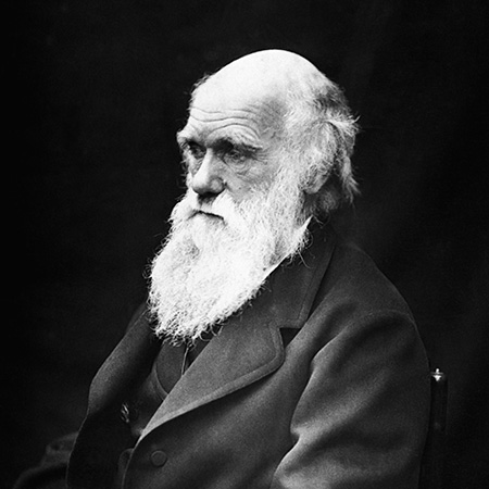 نظریه تکامل داروین,خلاصه نظریه داروین