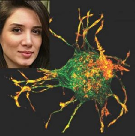 ترمیم زخم دانشمند ایرانی, ترمیم زخم