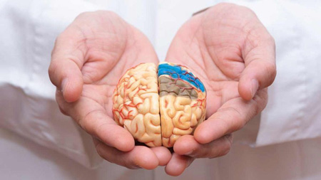  فرق فکر و ذهن چیست, رابطه بین ذهن و مغز, وظایف ذهن و مغز