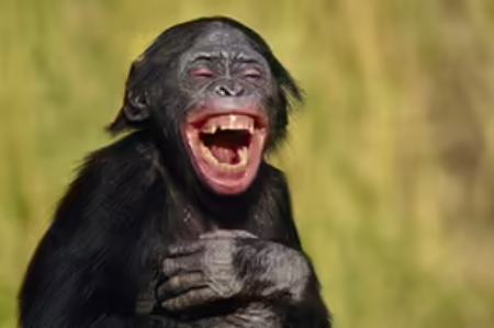 خنده میمون ها