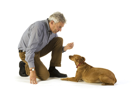 آموزش و تربیت سگ های خانگی مثل پامرانین هاسکی ژرمن شپرد 