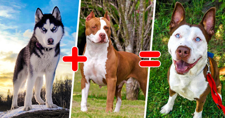 ترکیب کردن نژادهای مختلف سگ ها, آشنایی با سگ ها با نژادهای مختلف