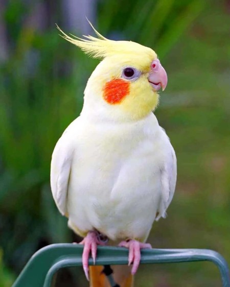 عکس عروس هلندی حامله