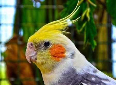 وزن عروس هلندی