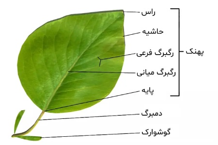 ساختار برگ علوم نهم