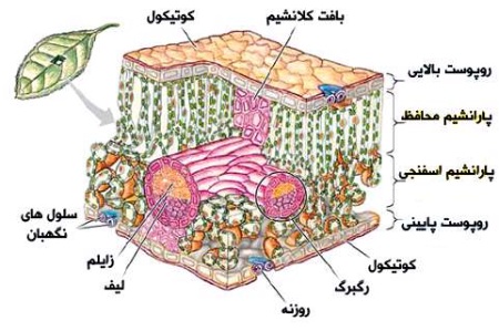 اجزای برگ
