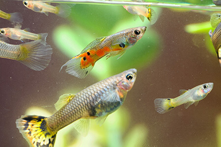 بارداری ماهی, بارداری ماهی به چه صورت است, بارداری ماهی چیست