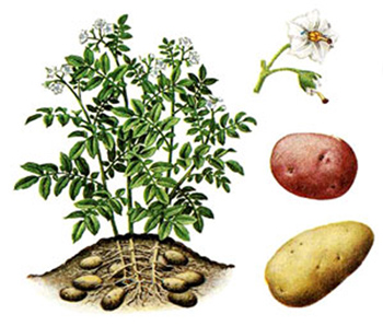 مراحل تولید سیب زمینی,آشنایی با سیب زمینی