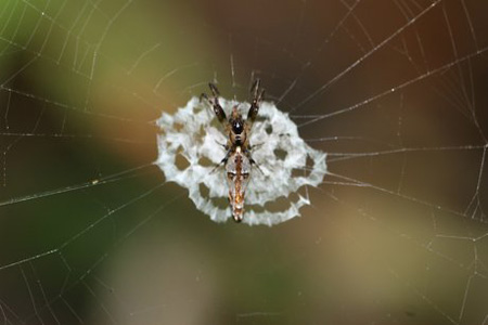 آشنایی با حشرات کشف شده,شناخت عنکبوت های عجیب