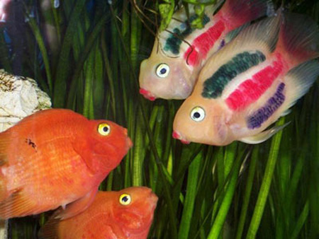 آشنایی با انواع حیوانات,درباره احساس ماهی ها