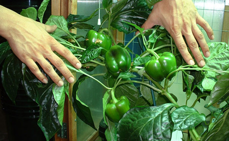 نکاتی برای کاشت سبزیجات در خانه,روش های کاشت سبزی