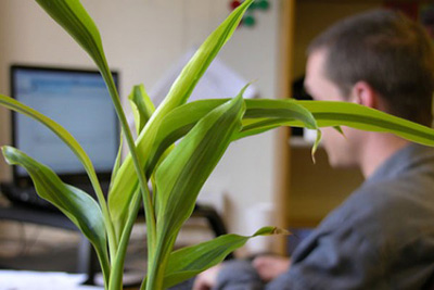 آشنایی با گیاهان دفتر کار,گیاهان مناسب دفتر کار