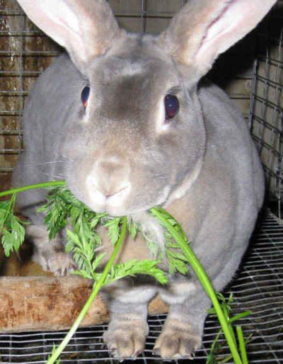 تکنیک های مراقبت از خرگوش, آشنایی با غذاهای مخصوص خرگوش ها
