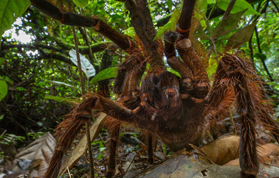 عنکبوت های عجیب دنیا,تصاویر عجیب ترین عنکبوت ها