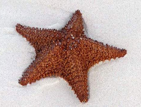 درباره ستاره دریایی,شناخت بهتر ستاره دریایی