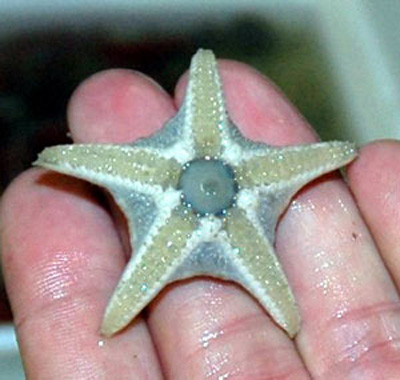 آشنایی با ستاره دریایی,شناخت ستاره دریایی