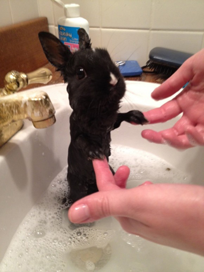 طرز حمام کردن خرگوش,نکاتی برای حمام کردن خرگوش