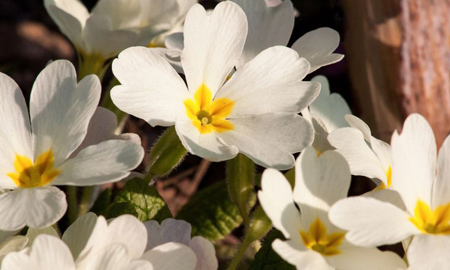 نظریه داروین,معمای ژنتیکی نظریه داروین