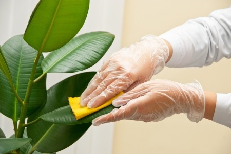 اصول و نحوه نگهداری از گیاهان,شستشو و تمیز کردن گیاهان