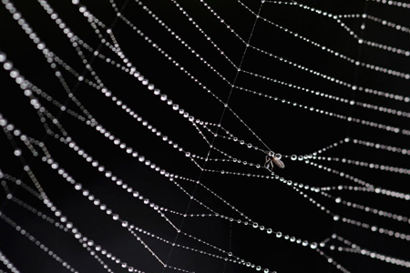 نحوه ساخت آنتی بیوتیک,نحوه به وجود آمدن تار عنکبوت