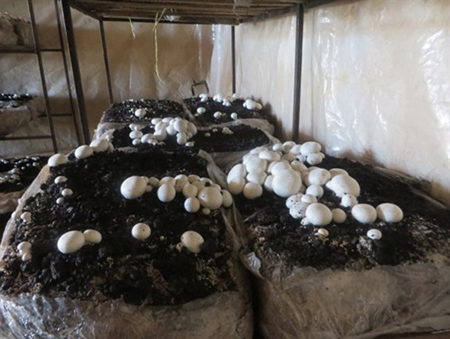 طریقه پرورش قارچ, آموزش کاشت قارچ