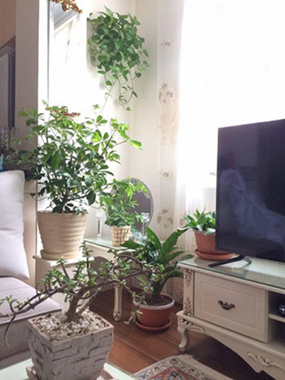آشنایی با گیاهان آپارتمانی,شرایط نگهداری از گیاهان آپاتمانی