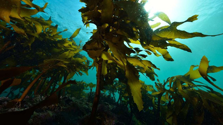 آشنایی با اجداد اولیه ما,درباره جلبک های دریایی