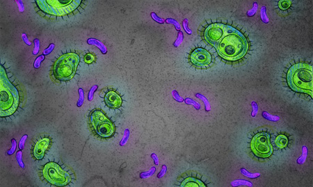 میکروب های روده انسان,جوامع پیچیدۀ میکروب های رودۀ انسان