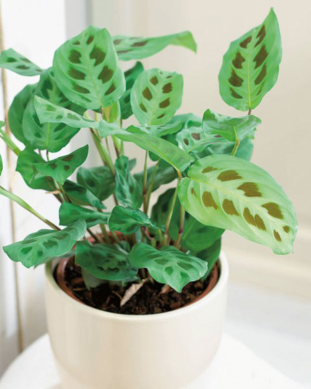 معرفی گیاهان مقاوم آپارتمانی, نحوه نگهداری از گیاهان آپارتمانی