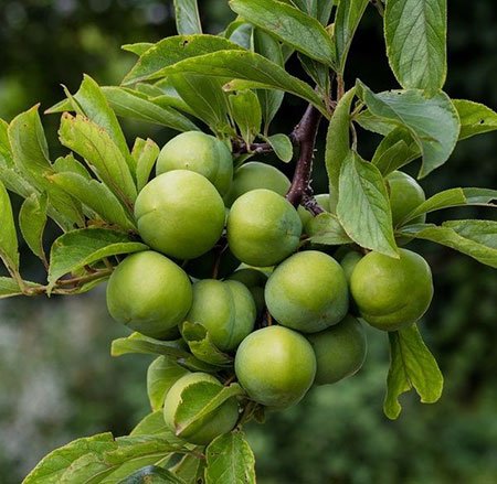 کاشت و برداشت درخت گوجه سبز, نگهداری از درخت گوجه سبز