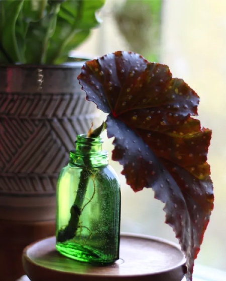 گل هایی که در آب رشد می کنند