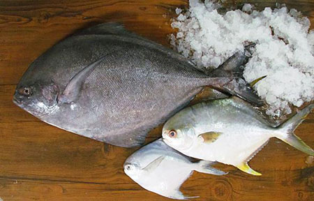 پرورش ماهی حلوا, ماهی حلوا سفید, استخوان بندی ماهی حلوا
