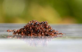 مورچه‌,چگونگی زنده ماندن مورچه‌ها در سیل,علت شناور شدن مورچه ها در سیل