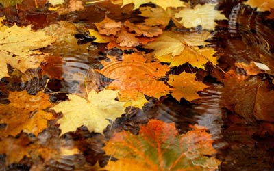 علت زرد شدن برگهای درختان ,علت قرمز شدن برگ درختان در پاییز,علت تغییر رنگ برگ ها در پاییز
