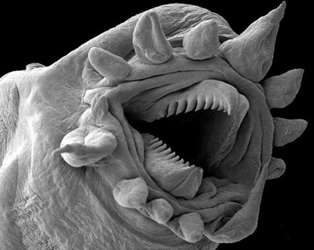 تصاویر حشرات زیر میکروسکوپ,تصاویر میکروسکوپی,عکس حشرات در زیر میکروسکوپ
