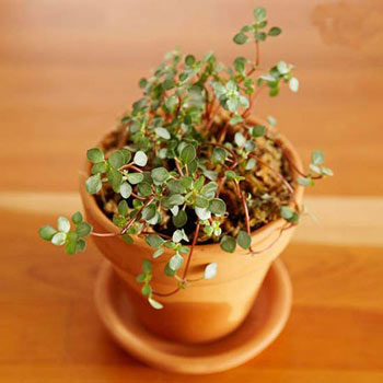 تراریوم,گلهای آپارتمانی,گیاهان مناسب برای تراریوم