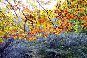 فصل پاییز,علت تغییر رنگ برگها درفصل پائیز,علت تغییر فصل ها