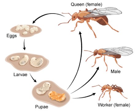 مورچه,نحوه زندگی مورچه ها,نحوه مکان یابی مورچه ها