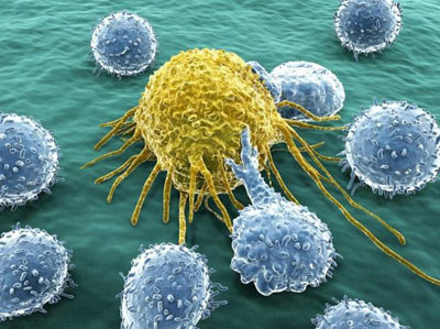 سرطان,سلولهای سرطانی,ویژگیهای سلولهای سرطانی