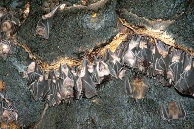 خفاش,پرواز خفاش ها,علت زندگی خفاش ها در غار