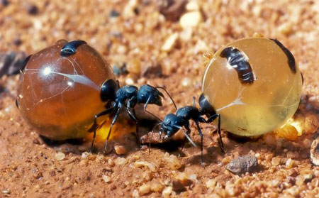 مورچۀ عسل,مورچه گلدان عسل,انواع مورچه