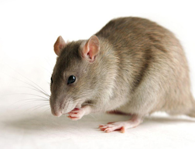 موش های ماده,موش‌های نر, چگونگی مقابله موش ها با ترس
